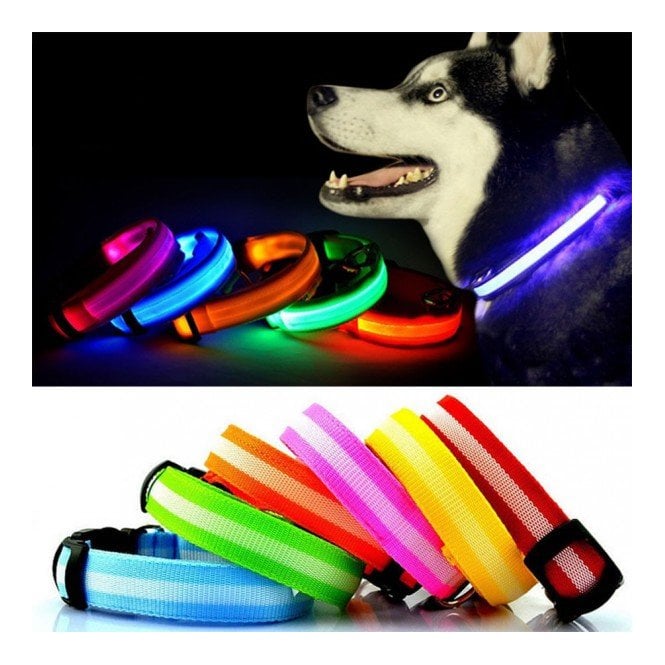 Bunty LED Dog Collar
