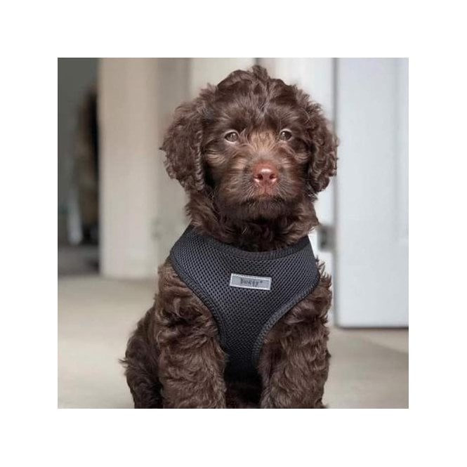 Bunty Soft Mesh Fabric Adjustable Harness