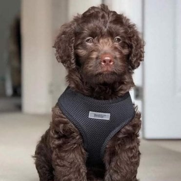 Soft Mesh Fabric Adjustable Harness