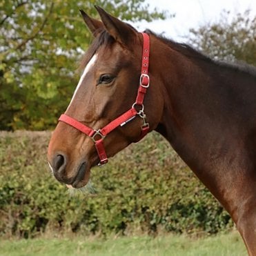 Glitzy Headcollar