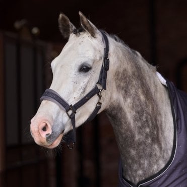 Penny Herringbone Headcollar