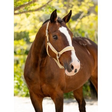 Versailles Headcollar