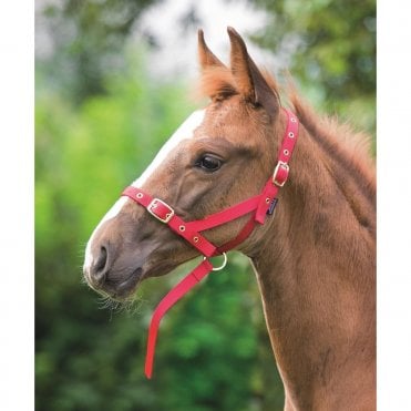 Foal Nylon Headcollar