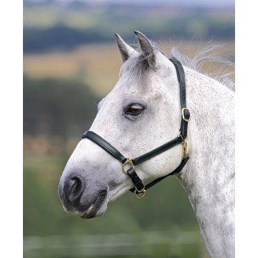 GARA Ragley Lined Leather Headcollar
