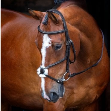 Velociti Rapida Grackle Bridle
