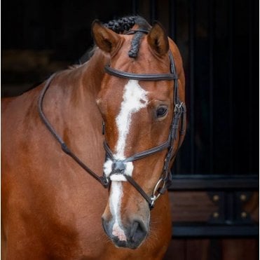 Velociti Rapida Grackle Bridle